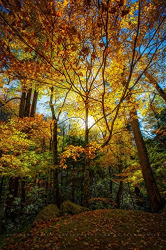 Orman Fotoğraf Baskı (Çerçeveli Değil) Yaprakların Dikey Resmi Sonbahar gününde güneş ışığı ile aydınlatılan Büyük