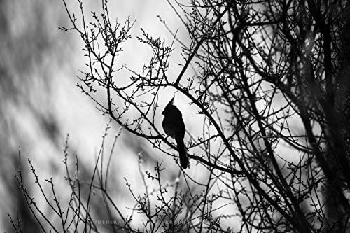 Kuş Fotoğrafçılığı Baskı (Çerçeveli Değil) Resim Pyrrhuloxia Çöl Kardinal Ağaç Dalı Boyunca San Pedro Nehri Arizona'da